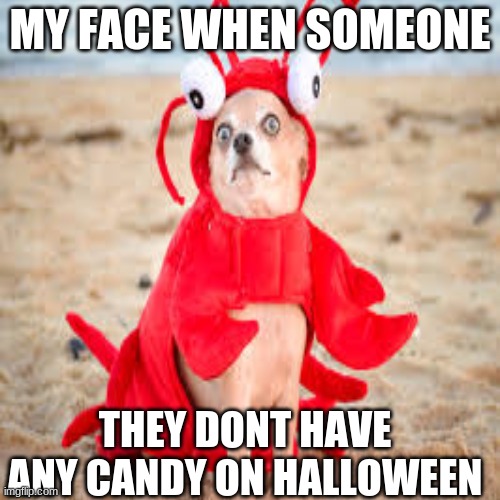 MY FACE WHEN SOMEONE; THEY DONT HAVE ANY CANDY ON HALLOWEEN | image tagged in funny | made w/ Imgflip meme maker