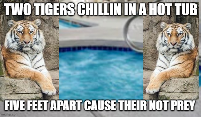 Hot tub | TWO TIGERS CHILLIN IN A HOT TUB; FIVE FEET APART CAUSE THEIR NOT PREY | image tagged in hot tub | made w/ Imgflip meme maker