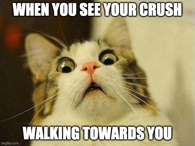 scared cat | WHEN YOU SEE YOUR CRUSH; WALKING TOWARDS YOU | image tagged in memes,scared cat | made w/ Imgflip meme maker