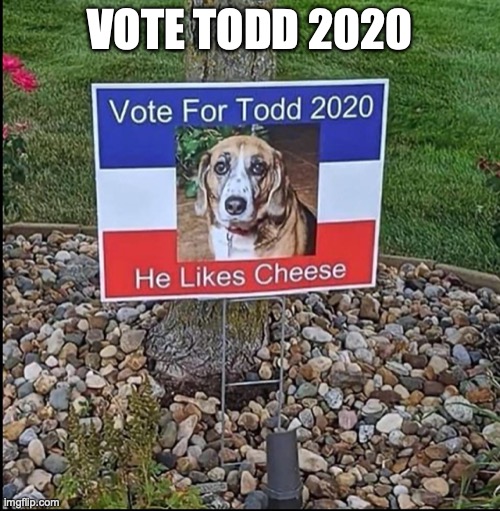 Vote Todd 2020 |  VOTE TODD 2020 | image tagged in 2020 elections,dogs | made w/ Imgflip meme maker