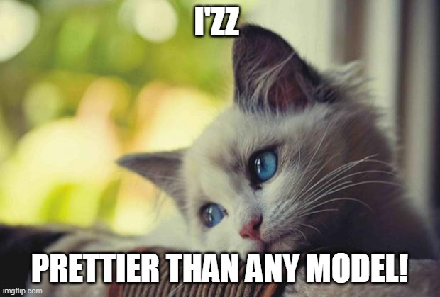 Diva Kitty | I'ZZ; PRETTIER THAN ANY MODEL! | image tagged in beautiful,cat,model,meme,memes | made w/ Imgflip meme maker
