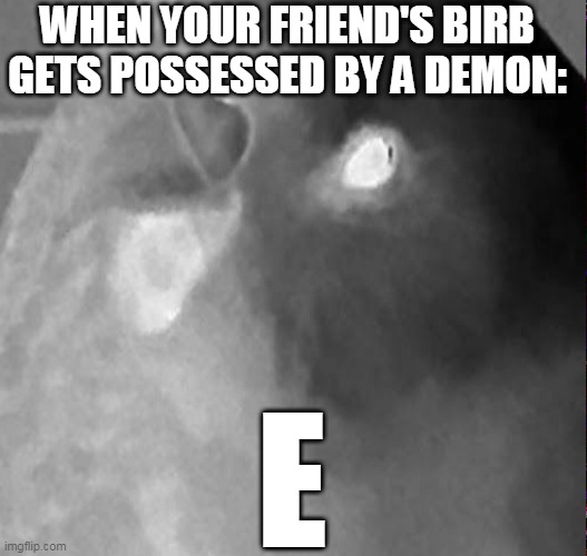 When your friend's birb gets possessed by a demon: | WHEN YOUR FRIEND'S BIRB GETS POSSESSED BY A DEMON:; E | image tagged in birb | made w/ Imgflip meme maker
