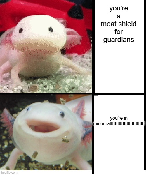 yayyyyyyy axolotls! | you're a meat shield for guardians; you're in minecraft!!!!!!!!!!!!!!!!!!!!!!!!! | image tagged in annoyed axolotl | made w/ Imgflip meme maker