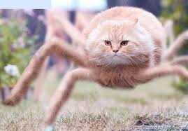 spider cat Blank Meme Template