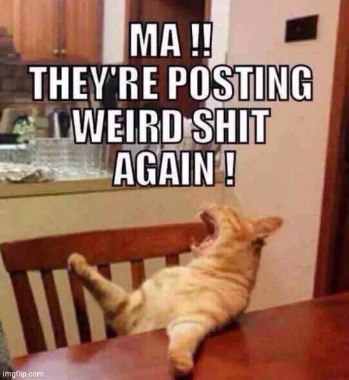 image tagged in cat post | made w/ Imgflip meme maker