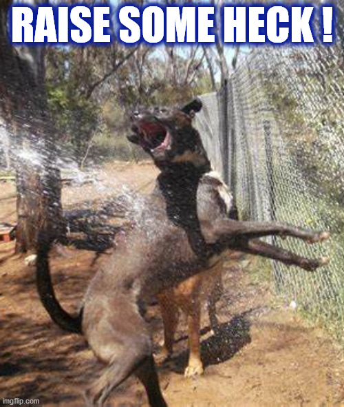 RAISE SOME HECK ! | RAISE SOME HECK ! | image tagged in hell,dog,water,heck,raise hell,hose | made w/ Imgflip meme maker