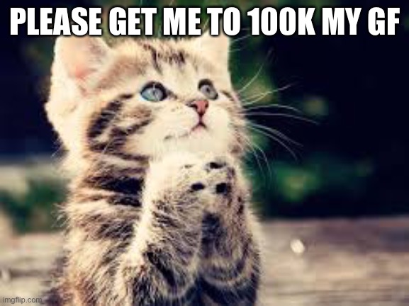 plz cat | PLEASE GET ME TO 100K MY GF | image tagged in plz cat | made w/ Imgflip meme maker
