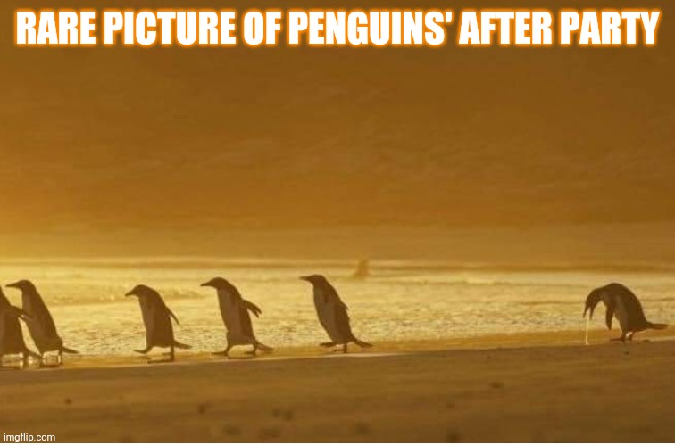 Nature is so majestic. | RARE PICTURE OF PENGUINS' AFTER PARTY | image tagged in penguins,mother nature | made w/ Imgflip meme maker