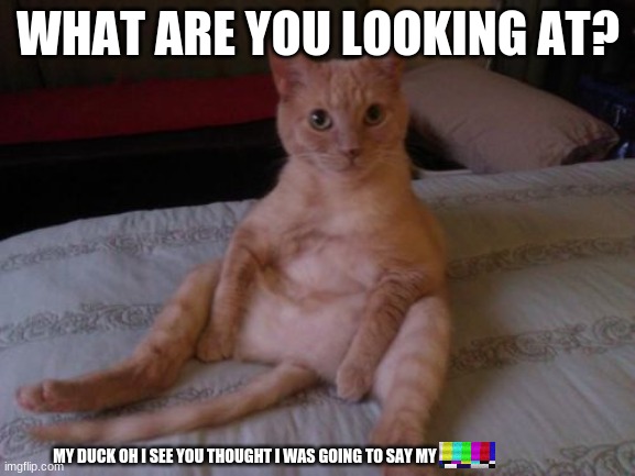 Chester The Cat | WHAT ARE YOU LOOKING AT? MY DUCK OH I SEE YOU THOUGHT I WAS GOING TO SAY MY | image tagged in memes,chester the cat | made w/ Imgflip meme maker