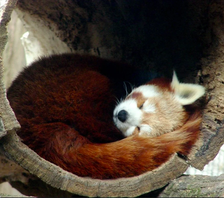 Sleeping Red Panda Blank Meme Template