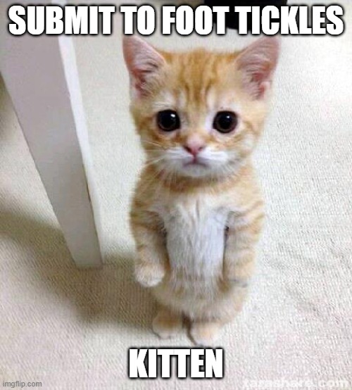 KITTEN | SUBMIT TO FOOT TICKLES; KITTEN | image tagged in memes,cute cat | made w/ Imgflip meme maker