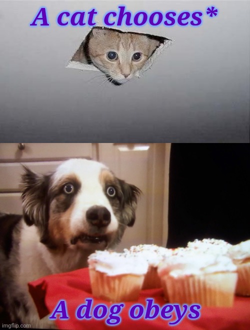 *to bend you to its will so slowly you barely notice | A cat chooses*; A dog obeys | image tagged in ceiling cat,cupcake dog,cats,bioshock,video games | made w/ Imgflip meme maker