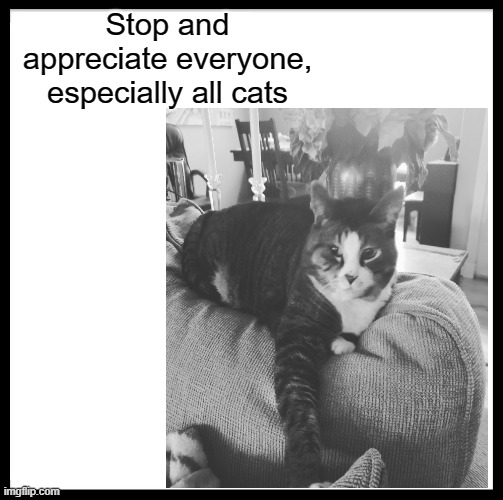 appreciate | Stop and appreciate everyone, especially all cats | image tagged in cats | made w/ Imgflip meme maker