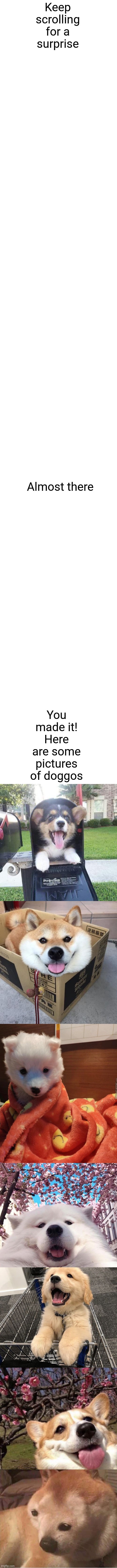 This is my highest effort meme (not a rickroll) |  Keep scrolling for a surprise; Almost there; You made it! Here are some pictures of doggos | image tagged in cute doggo in mailbox,memes,funny,funny memes,dogs,cute | made w/ Imgflip meme maker