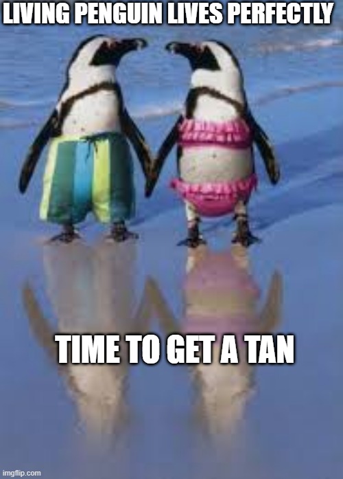 Just a normal day at the beach | LIVING PENGUIN LIVES PERFECTLY; TIME TO GET A TAN | image tagged in penguin,socially awkward penguin,penguin gang | made w/ Imgflip meme maker