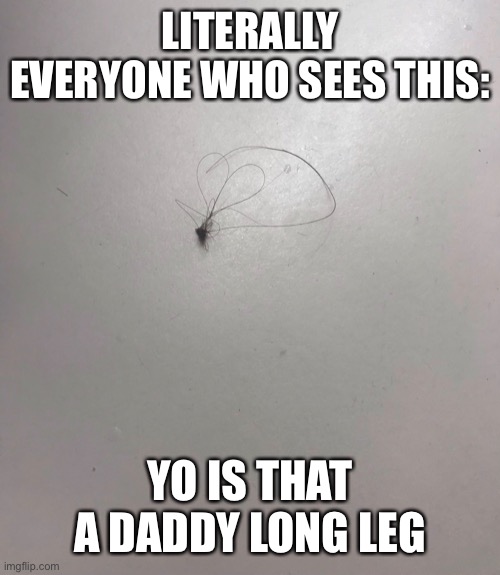 Anyone else experience this | LITERALLY EVERYONE WHO SEES THIS:; YO IS THAT A DADDY LONG LEG | image tagged in meme,funny,funny meme,spider,hair | made w/ Imgflip meme maker