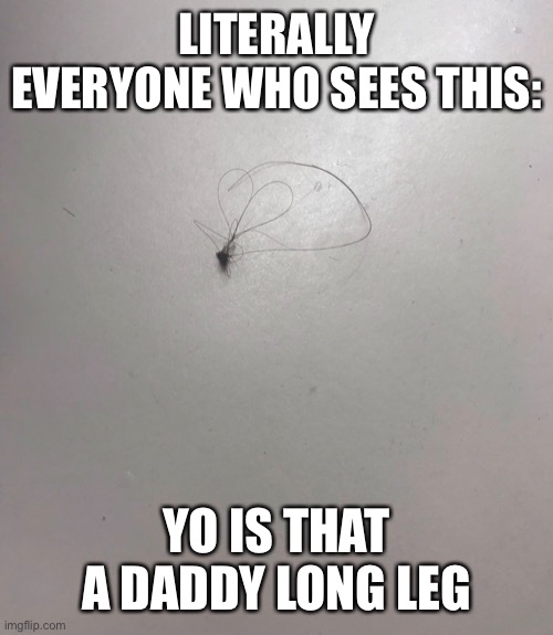 Daddylonglegs memes. Best Collection of funny Daddylonglegs