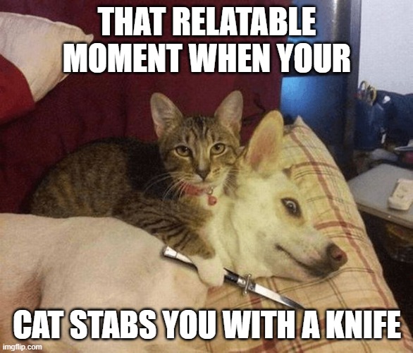 plz don't kill me | THAT RELATABLE MOMENT WHEN YOUR; CAT STABS YOU WITH A KNIFE | image tagged in cat with knife at dog's throat | made w/ Imgflip meme maker