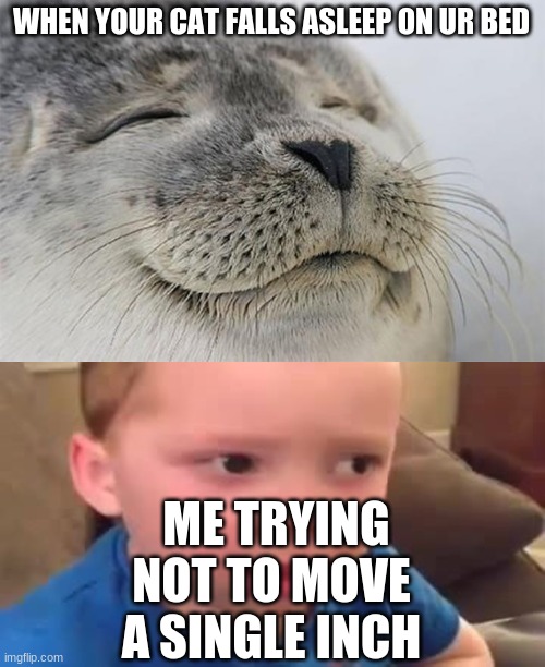 funny cat meme | WHEN YOUR CAT FALLS ASLEEP ON UR BED; ME TRYING NOT TO MOVE A SINGLE INCH | image tagged in memes,satisfied seal | made w/ Imgflip meme maker