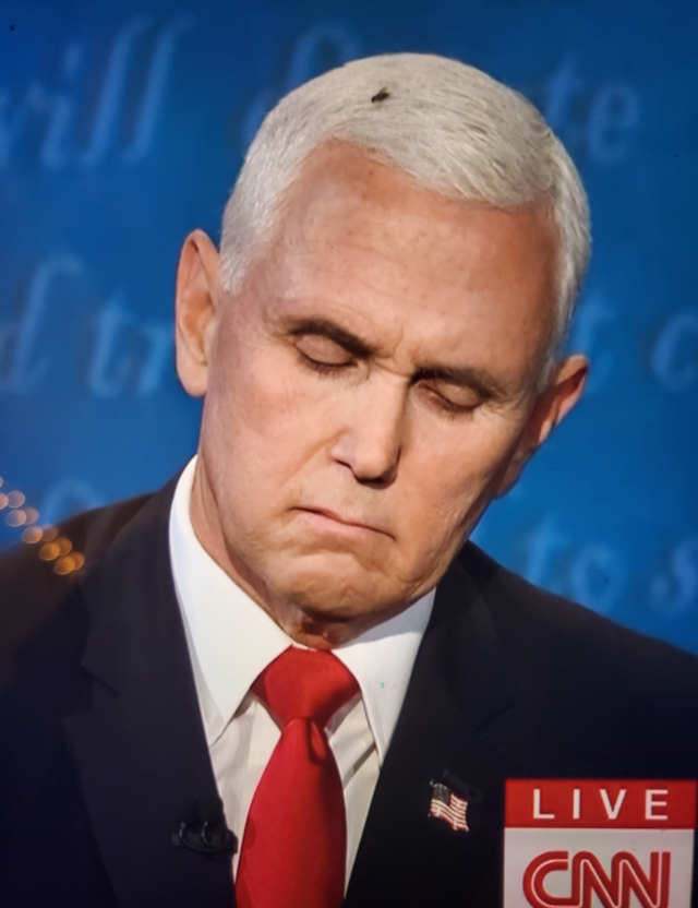High Quality Mike Pence fly on head Blank Meme Template