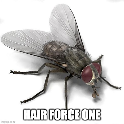 FLY | HAIR FORCE ONE | image tagged in scumbag house fly | made w/ Imgflip meme maker