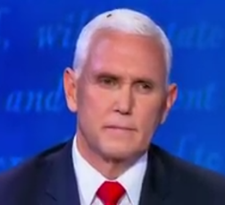 High Quality Pence & the fly Blank Meme Template