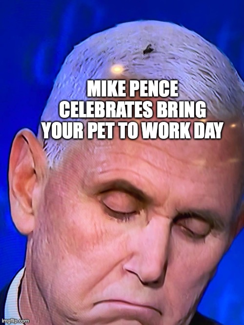 Pence Fly | MIKE PENCE CELEBRATES BRING YOUR PET TO WORK DAY | image tagged in fly,pence,debate,vice president,bobcrespodotcom | made w/ Imgflip meme maker