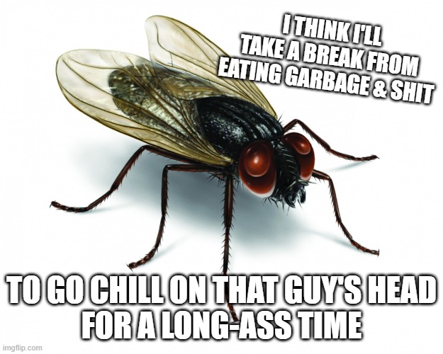 pencefly | I THINK I'LL TAKE A BREAK FROM EATING GARBAGE & SHIT; TO GO CHILL ON THAT GUY'S HEAD
FOR A LONG-ASS TIME | image tagged in vote housefly 2020 | made w/ Imgflip meme maker