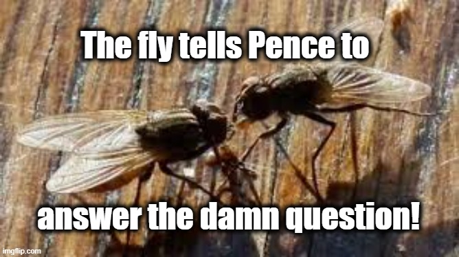 Pence talks trash | The fly tells Pence to; answer the damn question! | image tagged in pence,debate,fly,white trash,loser | made w/ Imgflip meme maker