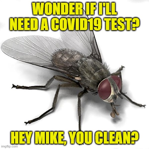 Scumbag House Fly | WONDER IF I'LL NEED A COVID19 TEST? HEY MIKE, YOU CLEAN? | image tagged in scumbag house fly | made w/ Imgflip meme maker