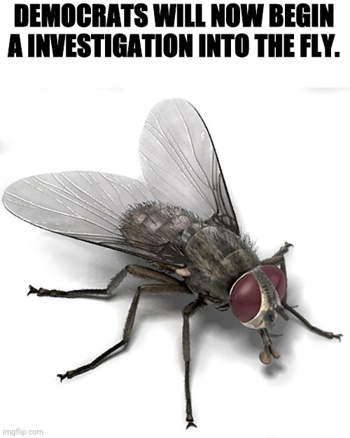 Scumbag House Fly | DEMOCRATS WILL NOW BEGIN A INVESTIGATION INTO THE FLY. | image tagged in scumbag house fly | made w/ Imgflip meme maker