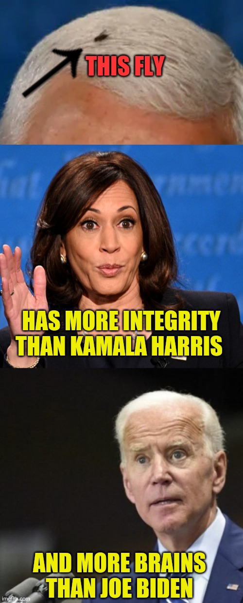 The Fly Is A Better Candidate Than What The Democrats Voted For. | THIS FLY; HAS MORE INTEGRITY THAN KAMALA HARRIS; AND MORE BRAINS THAN JOE BIDEN | image tagged in joe biden,kamala harris,mike pence,donald trump,2020 elections,drstrangmeme | made w/ Imgflip meme maker