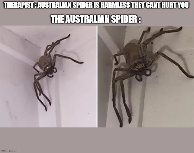 scary | THERAPIST : AUSTRALIAN SPIDER IS HARMLESS THEY CANT HURT YOU; THE AUSTRALIAN SPIDER : | image tagged in meanwhile in australia | made w/ Imgflip meme maker