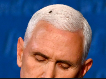 High Quality fly on pence head Blank Meme Template