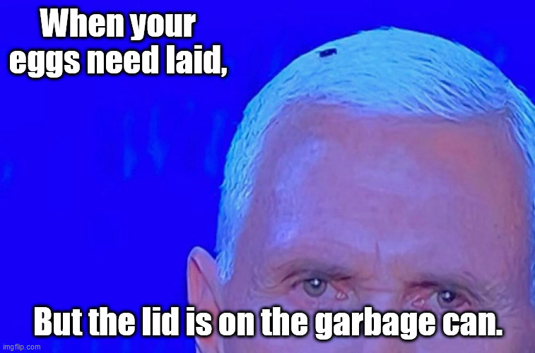 Fly on Pence | When your eggs need laid, But the lid is on the garbage can. | image tagged in mike pence,fly | made w/ Imgflip meme maker