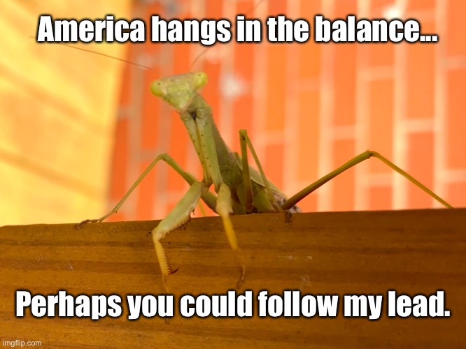 Praying Mantis | America hangs in the balance... Perhaps you could follow my lead. | image tagged in america,insects,praying,praying mantis,hope | made w/ Imgflip meme maker