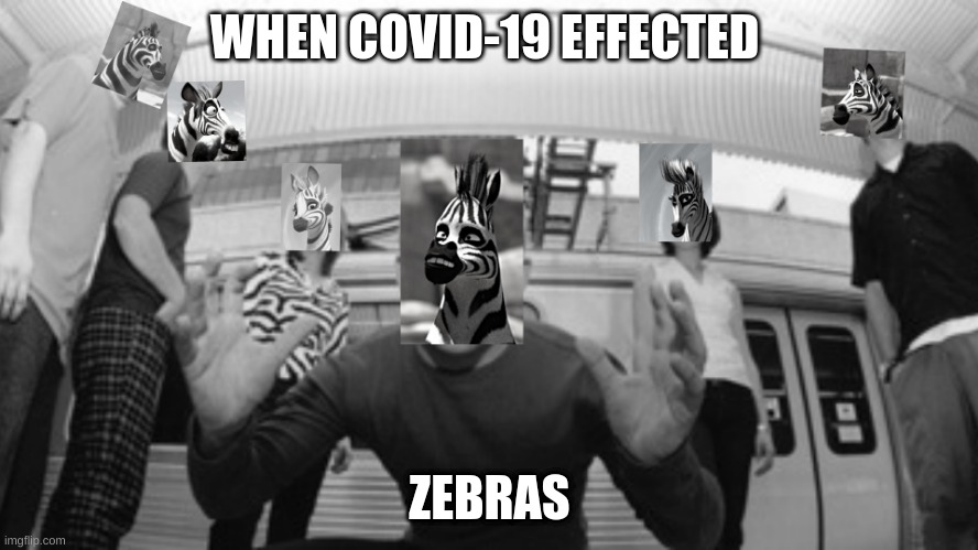 COVID vs Zebras | WHEN COVID-19 EFFECTED; ZEBRAS | image tagged in funny memes | made w/ Imgflip meme maker