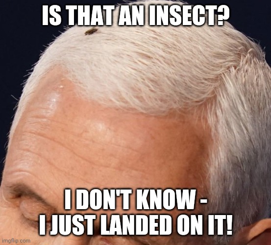 Is that an insect you landed on? | IS THAT AN INSECT? I DON'T KNOW - I JUST LANDED ON IT! | image tagged in pence,fly | made w/ Imgflip meme maker