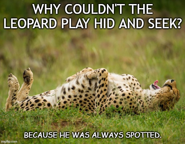 Bad Dad Joke Oct 8 2020 | WHY COULDN'T THE LEOPARD PLAY HID AND SEEK? BECAUSE HE WAS ALWAYS SPOTTED. | image tagged in laughing hard leopard | made w/ Imgflip meme maker