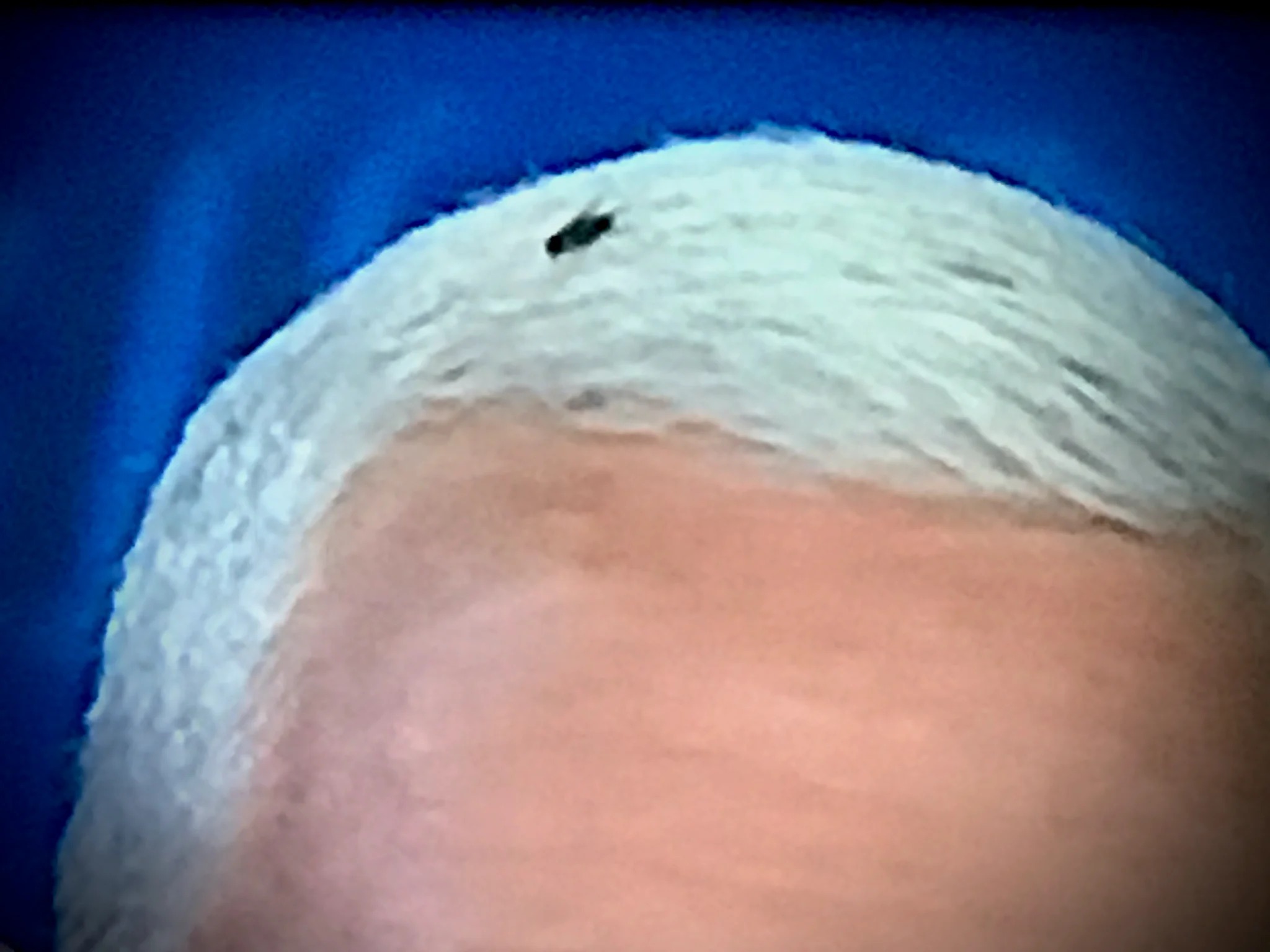 High Quality Pence Fly Blank Meme Template