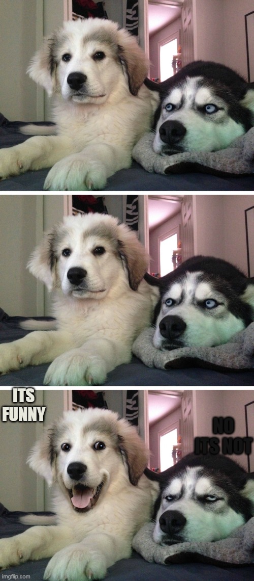 Bad pun dogs | ITS FUNNY NO ITS NOT | image tagged in bad pun dogs | made w/ Imgflip meme maker
