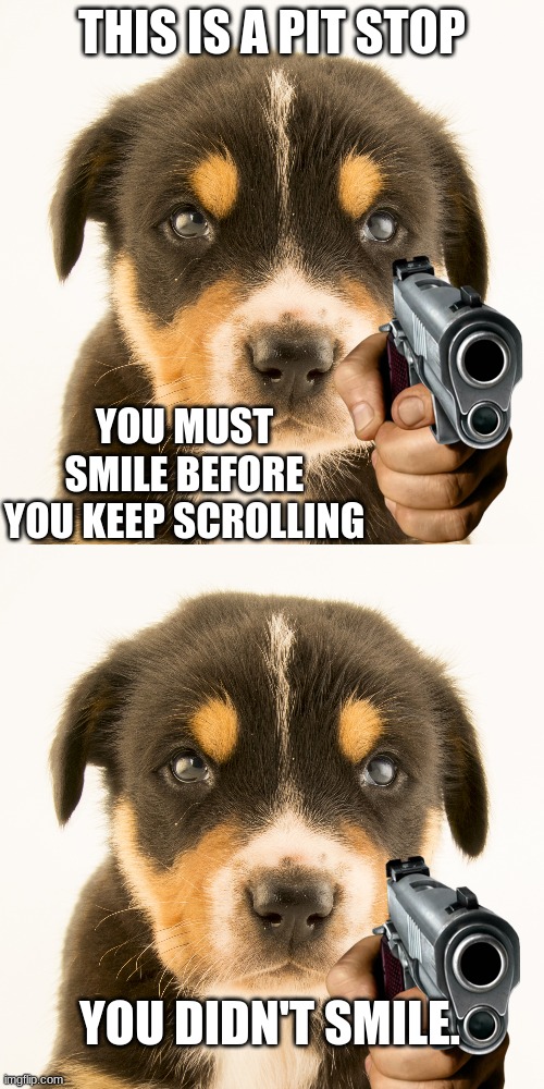 Just a pit stop. | THIS IS A PIT STOP; YOU MUST SMILE BEFORE YOU KEEP SCROLLING; YOU DIDN'T SMILE. | image tagged in meme,funny,dog | made w/ Imgflip meme maker