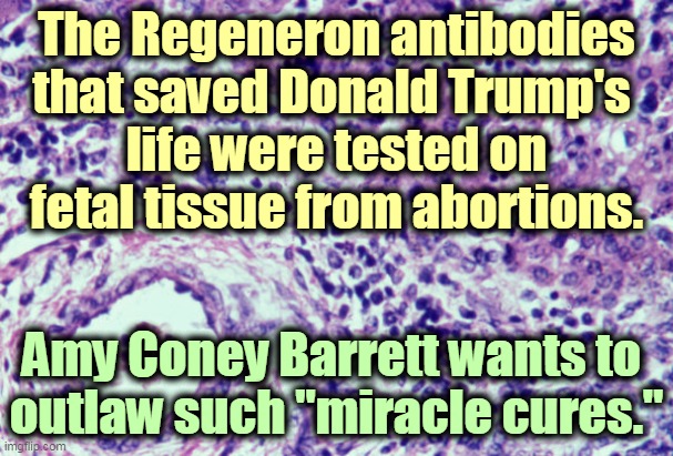 Two cheers for Holy Ignorance! Meanwhile, the doctors at Walter Reed did not bother with hydroxychloroquine. It doesn't work. | The Regeneron antibodies that saved Donald Trump's 
life were tested on fetal tissue from abortions. Amy Coney Barrett wants to 
outlaw such "miracle cures." | image tagged in trump,stem,cell,fetus,tissue,science | made w/ Imgflip meme maker