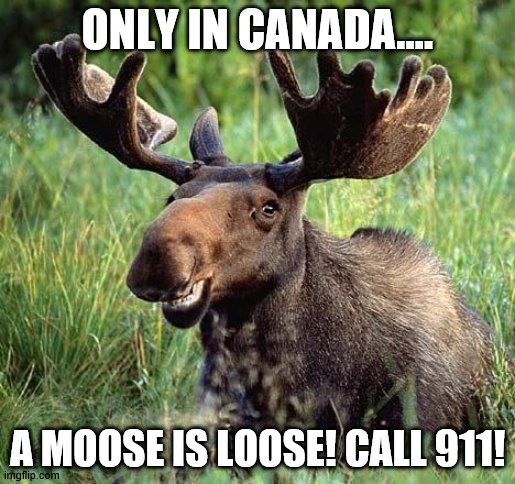 Smiling moose | ONLY IN CANADA.... A MOOSE IS LOOSE! CALL 911! | image tagged in smiling moose,moose,moose is loose,only in canada,canadian | made w/ Imgflip meme maker