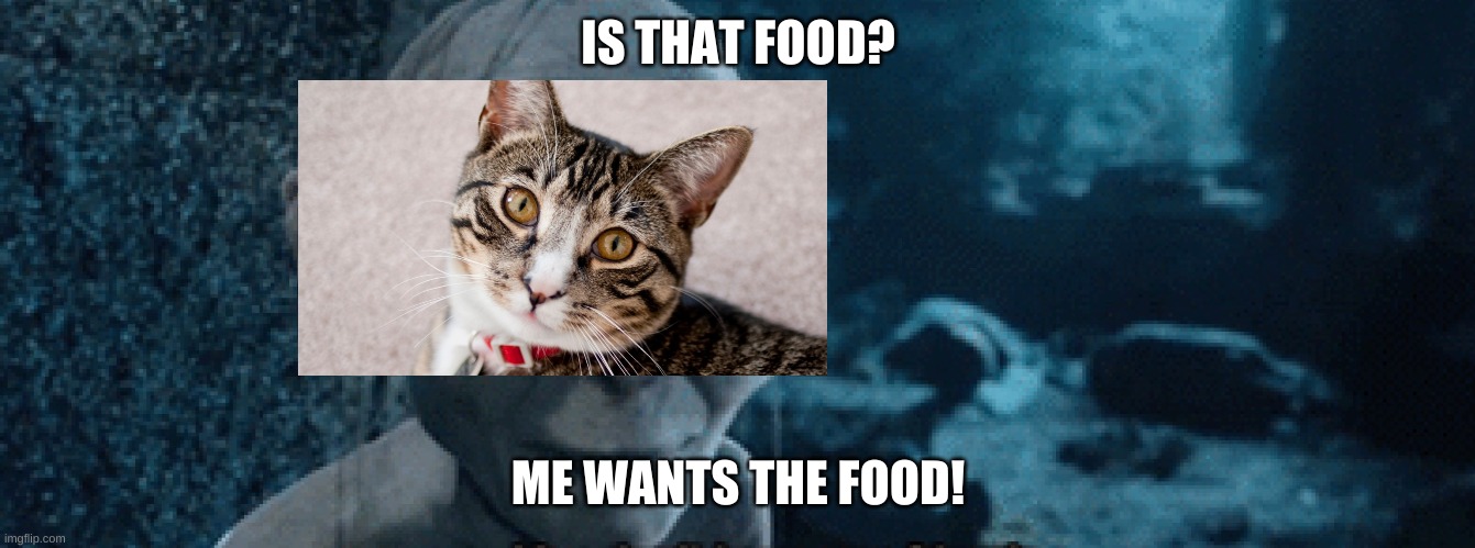 Opening Food Around Cats | IS THAT FOOD? ME WANTS THE FOOD! | image tagged in opening food around toddlers,cats,memes | made w/ Imgflip meme maker