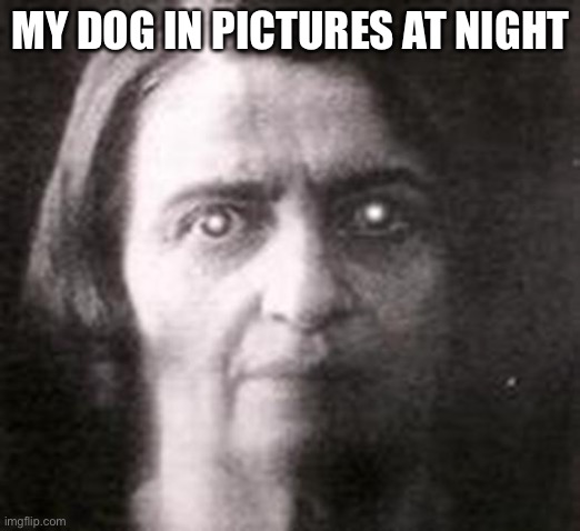 Zombie Ayn Rand | MY DOG IN PICTURES AT NIGHT | image tagged in zombie ayn rand | made w/ Imgflip meme maker
