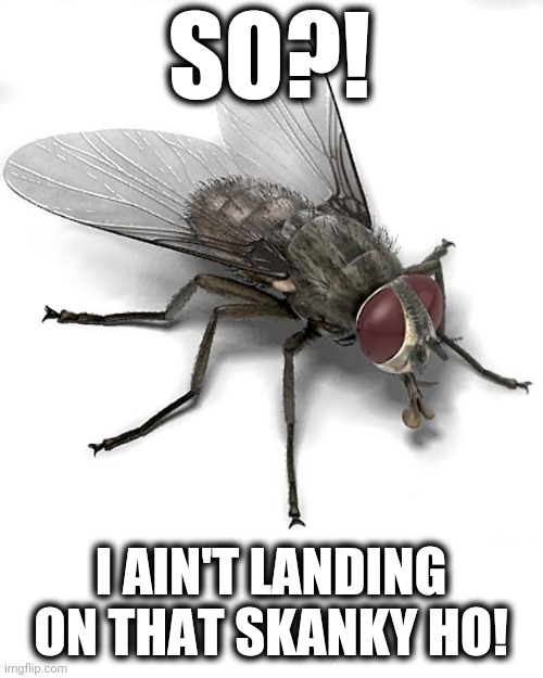 Scumbag House Fly | SO?! I AIN'T LANDING ON THAT SKANKY HO! | image tagged in scumbag house fly | made w/ Imgflip meme maker