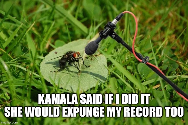 Fly lives matter | KAMALA SAID IF I DID IT SHE WOULD EXPUNGE MY RECORD TOO | image tagged in fly,kamala harris,debate | made w/ Imgflip meme maker