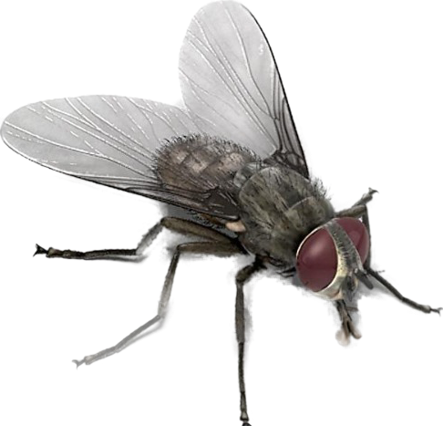 High Quality Fly transparent Blank Meme Template