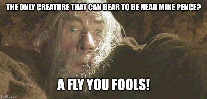 Mike Pence Fly | THE ONLY CREATURE THAT CAN BEAR TO BE NEAR MIKE PENCE? A FLY YOU FOOLS! | image tagged in gandalf fly you fools | made w/ Imgflip meme maker